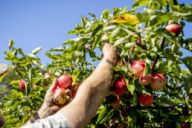 Kilde: frugtfestival.dk